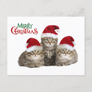 Christmas kIttens Holiday Postcard