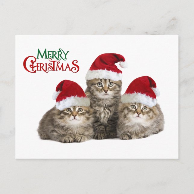 Christmas kIttens Holiday Postcard (Front)