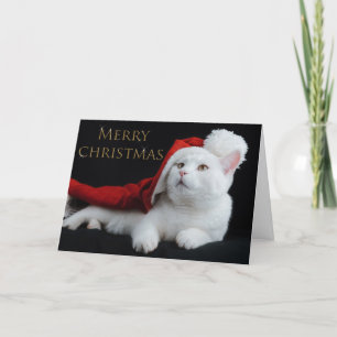 Christmas Kitty Holiday Card