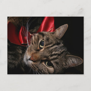 Christmas Kitty Holiday Postcard