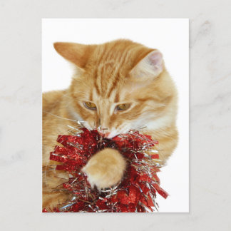 Christmas kitty playing holiday postcard