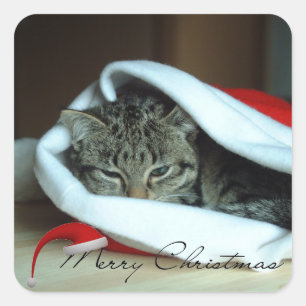 Christmas kitty square sticker