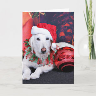 Christmas - LabraDoodle - Izzy Holiday Card