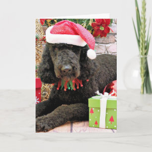 Christmas - LabraDoodle - Miller Holiday Card