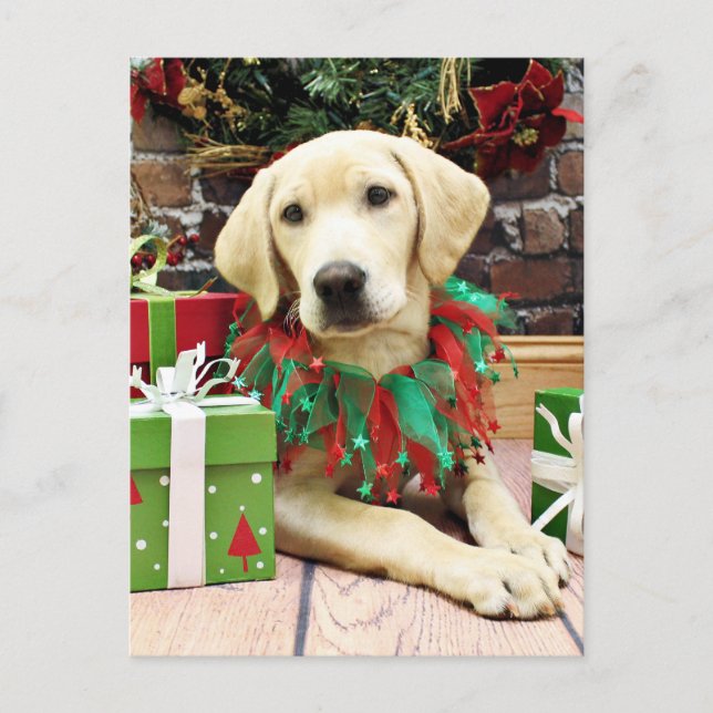 Christmas - Labrador - Buck Holiday Postcard (Front)