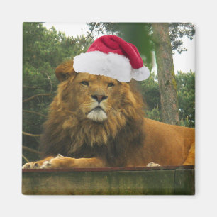 Christmas Lion Wearing Santa Hat Magnet