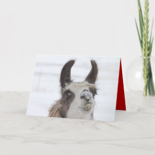 Christmas Llama with Snow on Nose for the Holidays Holiday Card