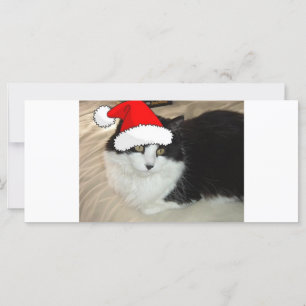 Christmas Long Haired Black and White Kitten