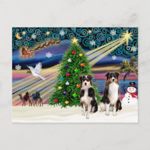 Christmas Magic Australian Shepherds (two, 6-7) Holiday Postcard