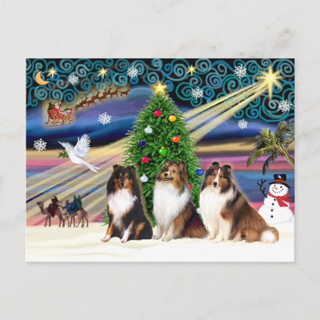 Christmas Magic Shetland Sheepdogs (three) Holiday Postcard (Front)