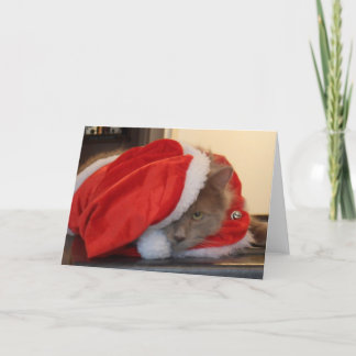 Christmas Maine Coon Holiday Card