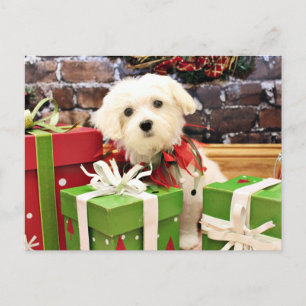 Christmas - Maltese - Flash Holiday Postcard