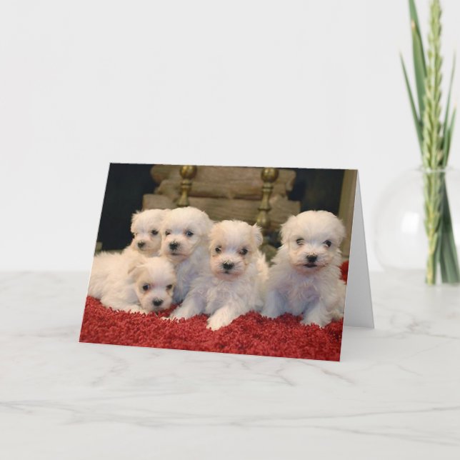 Christmas Maltese Puppies Holiday Card (Front)