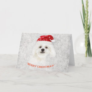 Christmas Maltese puppy Holiday Card