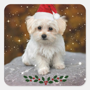 Christmas Maltese Sticker Sheet