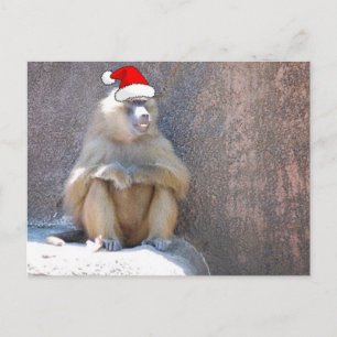 Christmas Monkeys and Baboons Holiday Postcard