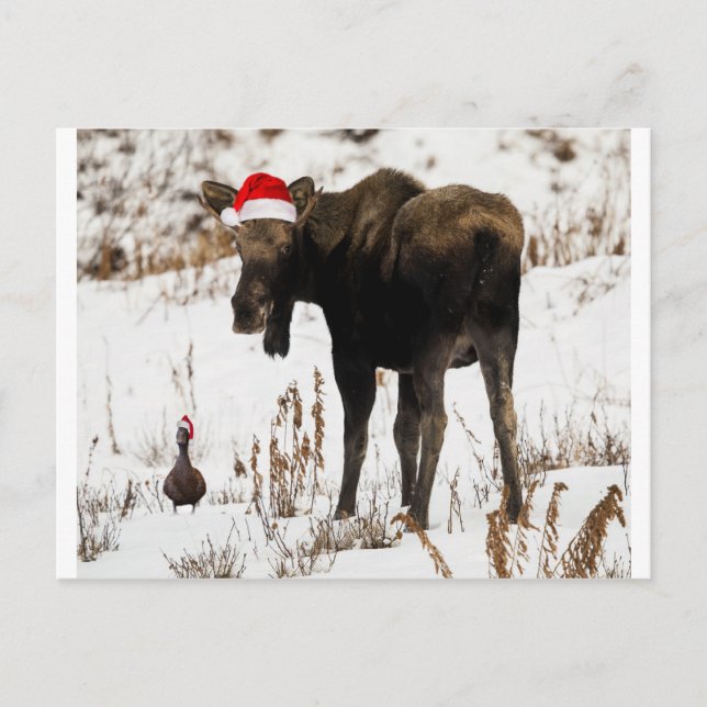 Christmas Moose and Duck Holiday Postcard (Front)