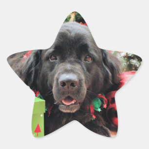 Christmas - Newfoundland - Izzie Star Sticker