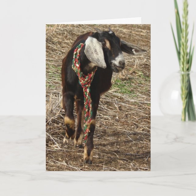 Christmas Nubian Goat Kid Holiday Card (Front)