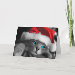 Christmas of cat - holiday card