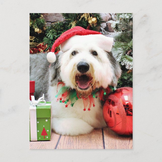 Christmas - Old English Sheepdog - Alphy Holiday Postcard (Front)