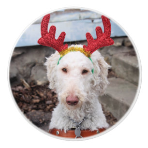 Christmas Ollie     Ceramic Knob