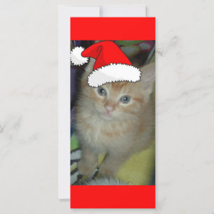 Christmas Orange Tabby Kitten