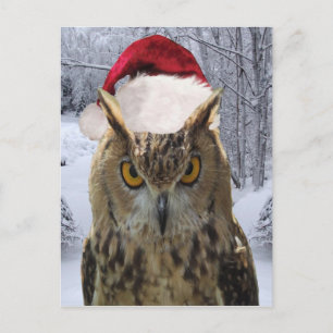 Christmas Owl Bird in a Santa Hat Holiday Postcard