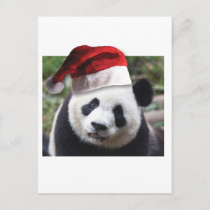 Christmas Panda Bear Holiday Postcard