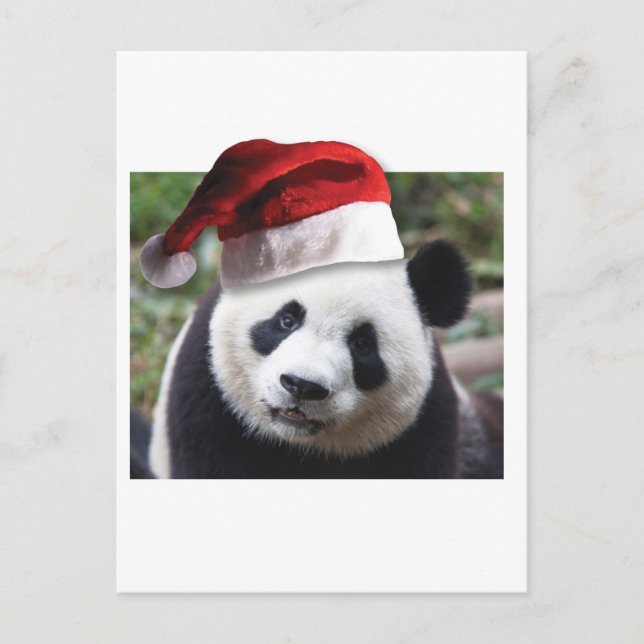Christmas Panda Bear Holiday Postcard (Front)
