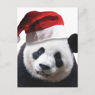 Christmas Panda Bear Holiday Postcard
