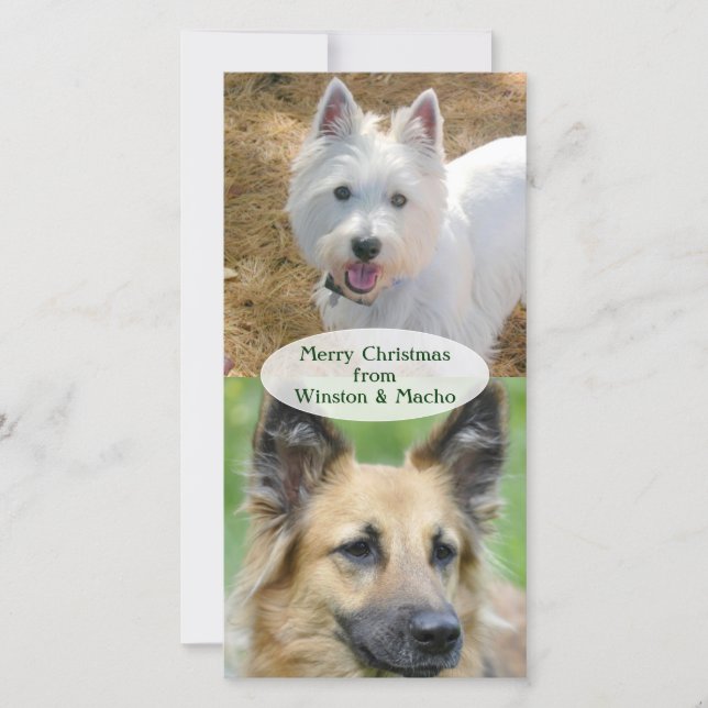 Christmas Photo Card From the Dogs (Front)