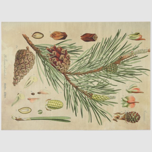 Christmas Pine Decoupage Tissue Paper (Front)