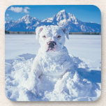 Christmas Pitbull Dog Snowman Coaster<br><div class="desc">Pictured is a cute pit bull puppy dog covered in snow,  looking like a snowman doggie. "Snowy greetings from our 'Pitt-snow-bull'! Wishing you a pawsitively frosty and fun Christmas!" Perfect give for the pitbull puppy dog lover,  owner,  or rescuer.</div>