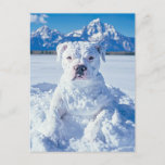 Christmas Pitbull Dog Snowman Postcard<br><div class="desc">Pictured is a cute pit bull puppy dog covered in snow,  looking like a snowman doggie. "Snowy greetings from our 'Pitt-snow-bull'! Wishing you a pawsitively frosty and fun Christmas!"</div>