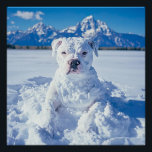 Christmas Pitbull Dog Snowman Poster<br><div class="desc">Pictured is a cute pit bull puppy dog covered in snow,  looking like a snowman doggie. "Snowy greetings from our 'Pitt-snow-bull'! Wishing you a pawsitively frosty and fun Christmas!" Perfect give for the pitbull puppy dog lover,  owner,  or rescuer.</div>