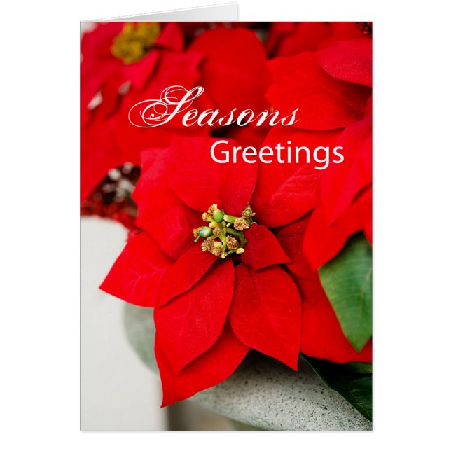 Christmas Poinsettias, Business Appreciation (Front)