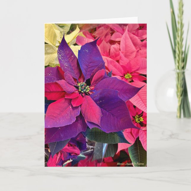 Christmas Poinsettias Card (Front)