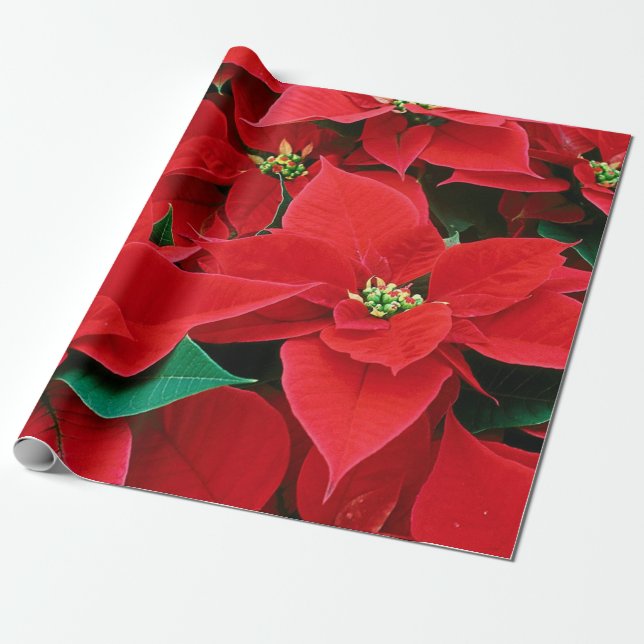 Christmas Poinsettias Wrapping Paper (Unrolled)