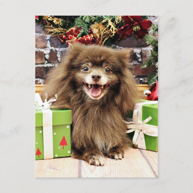 Christmas - Pomeranian - Fred Holiday Postcard (Front)