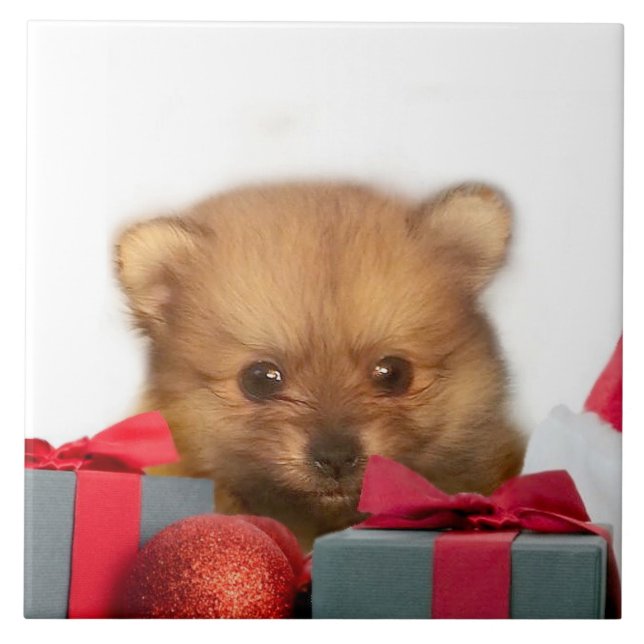 Christmas Pomeranian puppy Tile (Front)