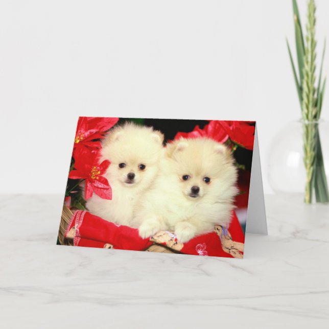 Christmas Pomeranians Holiday Card (Front)