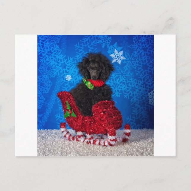 Christmas Poodle Holiday Postcard (Front)