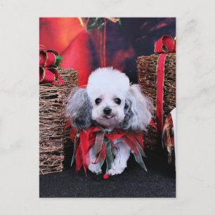 Christmas - Poodle - Lilly Holiday Postcard