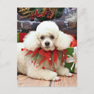 Christmas - Poodle - Sophie Holiday Postcard