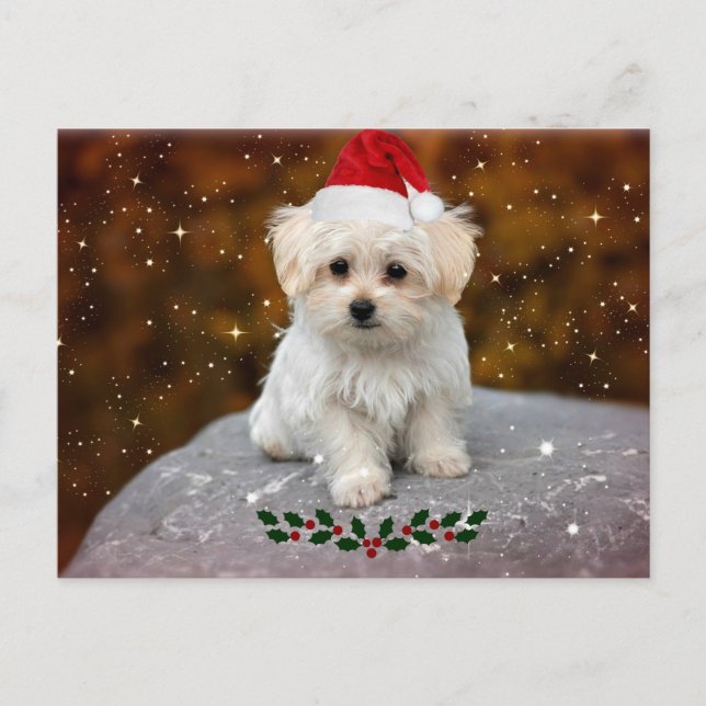 Christmas Postcard w/ Picture of Maltese (Front)