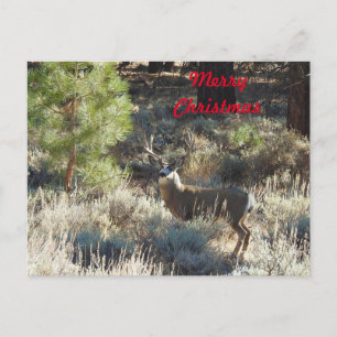 Christmas postcard, wildlife, buck, hunter postcard