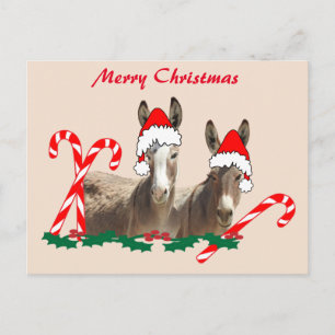 Christmas postcard, wildlife, donkeys postcard