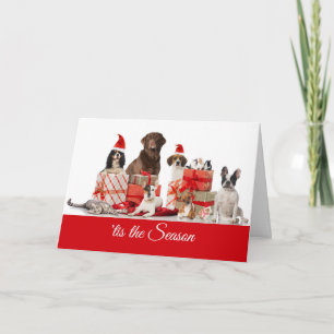 Christmas   Pretty Gifts Santa Dogs and a Cat Holiday Card