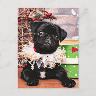 Christmas - Pug - Daisy Mae Holiday Postcard